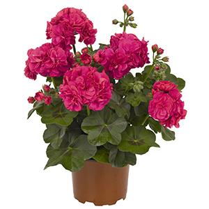 Geranium Ivy pelargonium peltatum 'Great Balls of Fire Deep Rose'