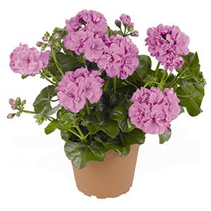 Geranium Ivy pelargonium peltatum 'Great Balls of Fire Lavender'