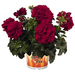 Geranium Ivy pelargonium peltatum 'Great Balls of Fire Velvet Red'