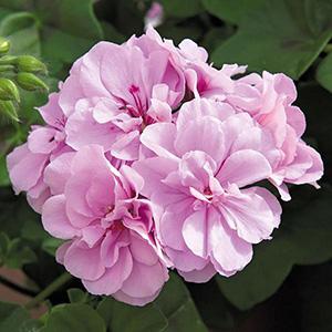 Geranium Ivy pelargonium peltatum 'Royal Lavender'