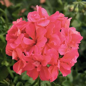 Geranium Ivy pelargonium peltatum 'Royal Salmon'
