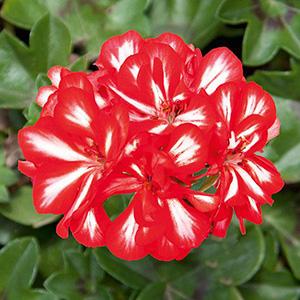 Geranium Ivy pelargonium peltatum 'Royal Sweet Candy'