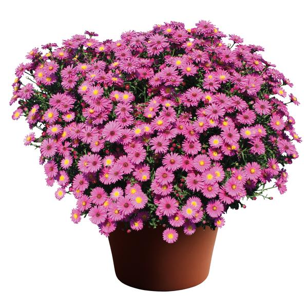 Aster Novi-Belgii 'Hazy Dark Pink'