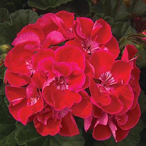 Geranium Zonal pelargonium zonale 'Moonlight Cranberry Blush'