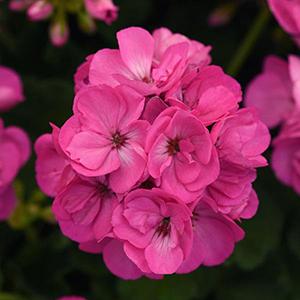 Geranium Zonal pelargonium zonale 'Sunrise Bright Lilac'