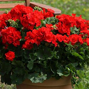 Geranium Zonal pelargonium zonale 'Sunrise Brilliant Red'