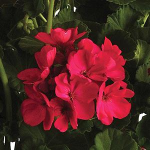 Geranium Zonal pelargonium zonale 'Sunrise Fuchsia'