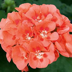 Geranium Zonal pelargonium zonale 'Sunrise Salmon w/Red Eye'