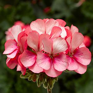 Geranium Zonal pelargonium zonale 'Tango Pink Ice'