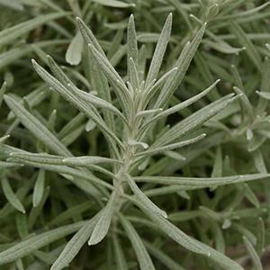 Helichrysum italicum 'Silver Ribbon'