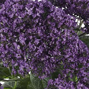 Heliotrope arborescens 'Nagano'