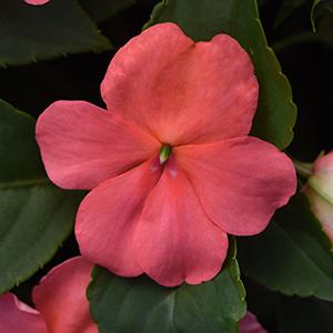 Impatiens walleriana 'Beacon Coral'