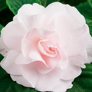Impatiens walleriana 'Silhouette Appleblossom'