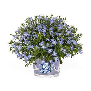 Lobelia erinus 'Bella Cielo'