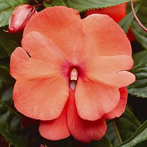New Guinea impatiens hawkerii 'Sonic Deep Salmon'