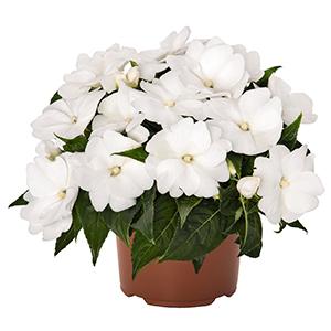 New Guinea impatiens hawkerii 'Magnum Clear White'
