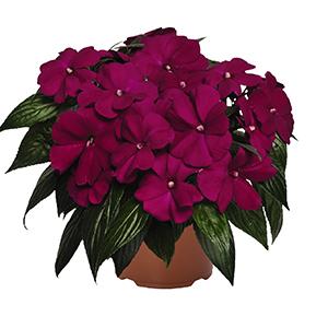 New Guinea impatiens hawkerii 'Magnum Purple'