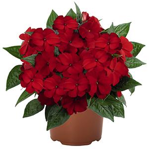 New Guinea impatiens hawkerii 'Tamarinda Dark Red'