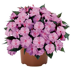 New Guinea impatiens hawkerii 'Tamarinda Violet'