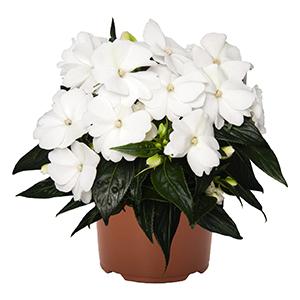New Guinea impatiens hawkerii 'Tamarinda White'