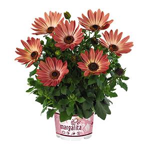Osteospermum ecklonis 'Margarita Bronze Bicolor'