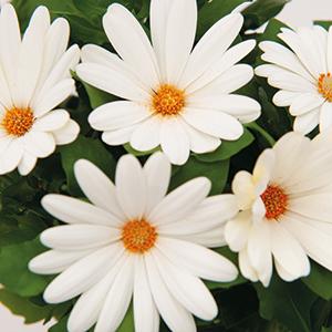 Osteospermum ecklonis 'Margarita Creme'