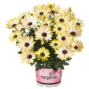 Osteospermum ecklonis 'Margarita Lemon'