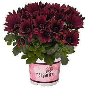Osteospermum ecklonis 'Margarita Rioja Red'