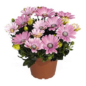 Osteospermum ecklonis 'Margarita Soft Pink'