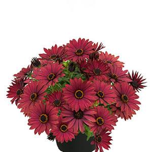Osteospermum ecklonis 'SummerSmile Copper'