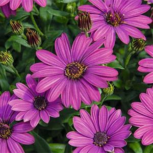Osteospermum ecklonis 'SummerSmile Magenta'