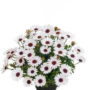 Osteospermum ecklonis 'SummerSmile Rosy White'