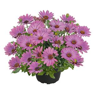 Osteospermum ecklonis 'SummerSmile Soft Violet'