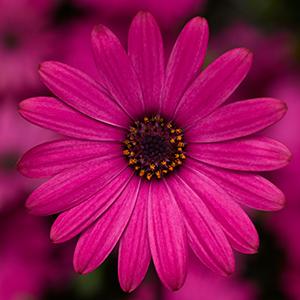 Osteospermum ecklonis 'Tradewinds Rose'