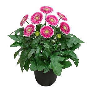 Gerbera jamesonii 'Patio Gerbera Capitol Reef'