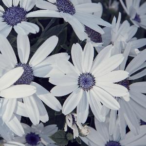 Pericallis hybrida 'Senetti White'