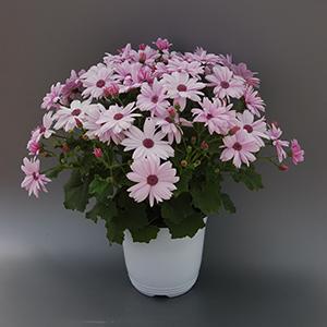 Pericallis hybrida 'Senetti Sparkle Light Pink'