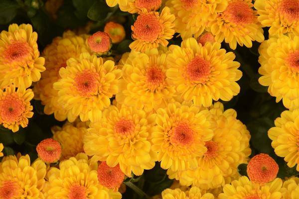 Mum chrysanthemum x morifolium 'Gigi Gold'