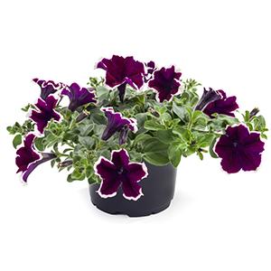Petunia hybrida 'Tea Purple White Edge'