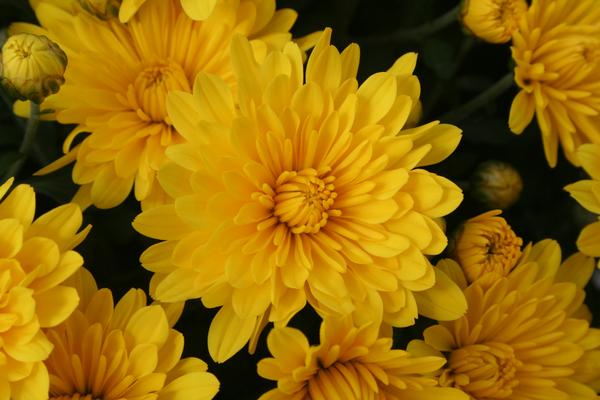Mum chrysanthemum x morifolium 'Elena Gold'