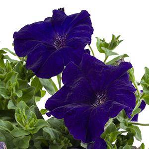 Petunia hybrida 'Tea Blue'