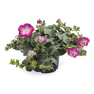 Petunia hybrida 'Tea Rose Morn'