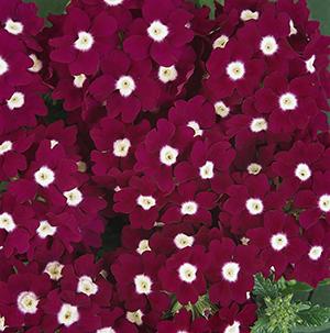 Verbena hybrida 'Quartz Burgundy Eye XP'