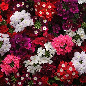 Verbena hybrida 'Quartz Mix XP'