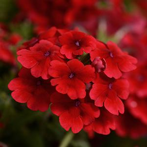 Verbena hybrida 'Quartz Scarlet XP'