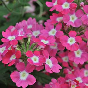 Verbena hybrida 'Empress Strawberry Charme'