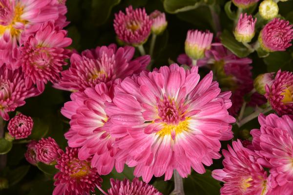 Mum chrysanthemum x morifolium 'Stacy Pink'