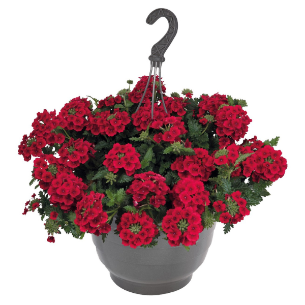 Verbena hybrida 'Empress Sun Red'