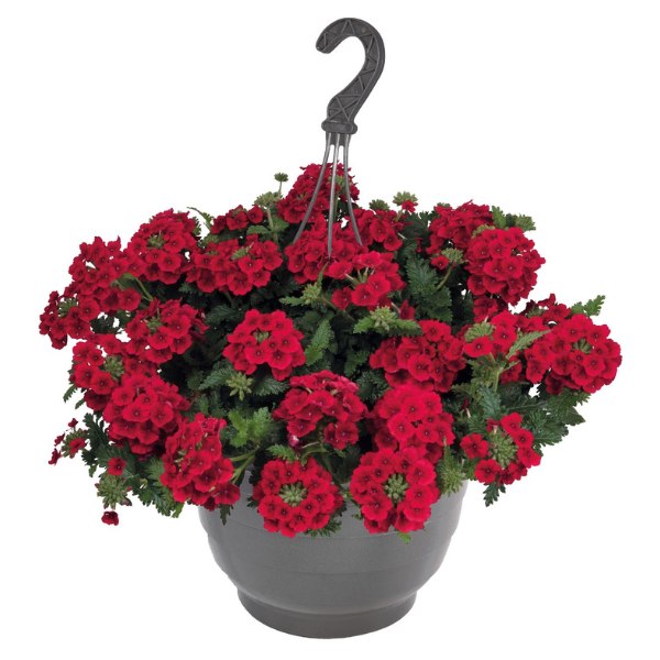 Verbena hybrida Empress Sun Red | Lucas Greenhouses