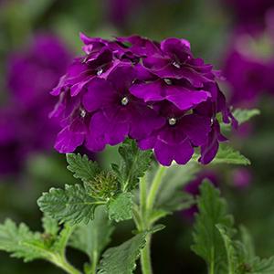 Verbena hybrida 'Lanai Upright Purple Velvet'